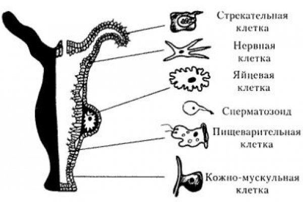 Кракен сайт официальный ссылка kraken clear com